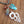 Load image into Gallery viewer, Amazonite Shell Short Necklace
